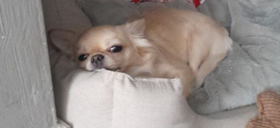FOTO-cagnolina-uccisa-1