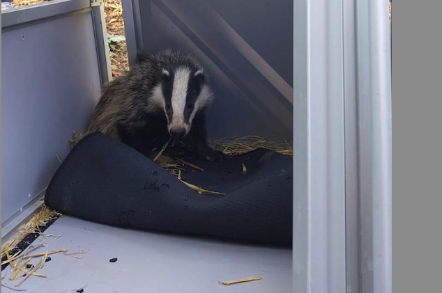 FOTO cucciolo di tasso 2