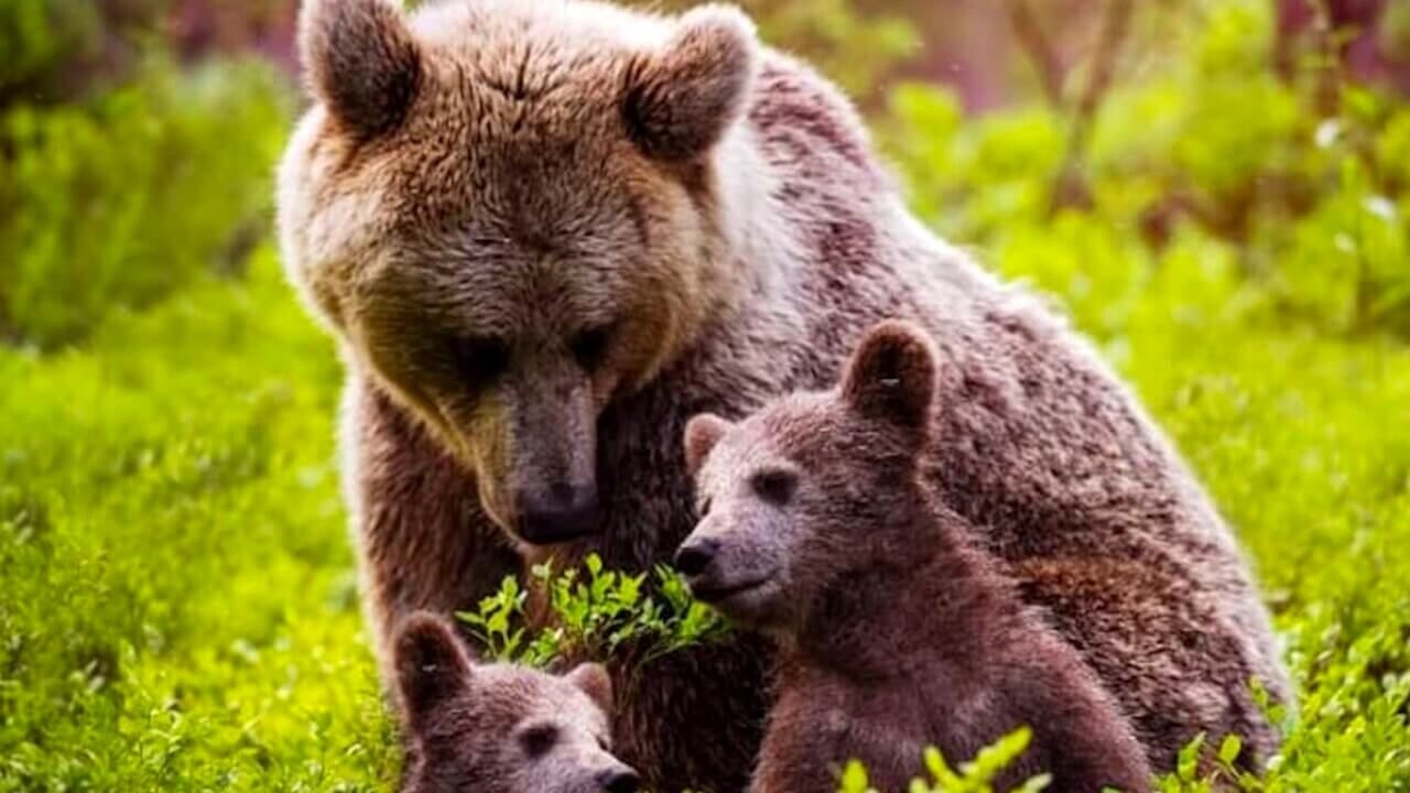 FOTO riaperto caso orsa F36