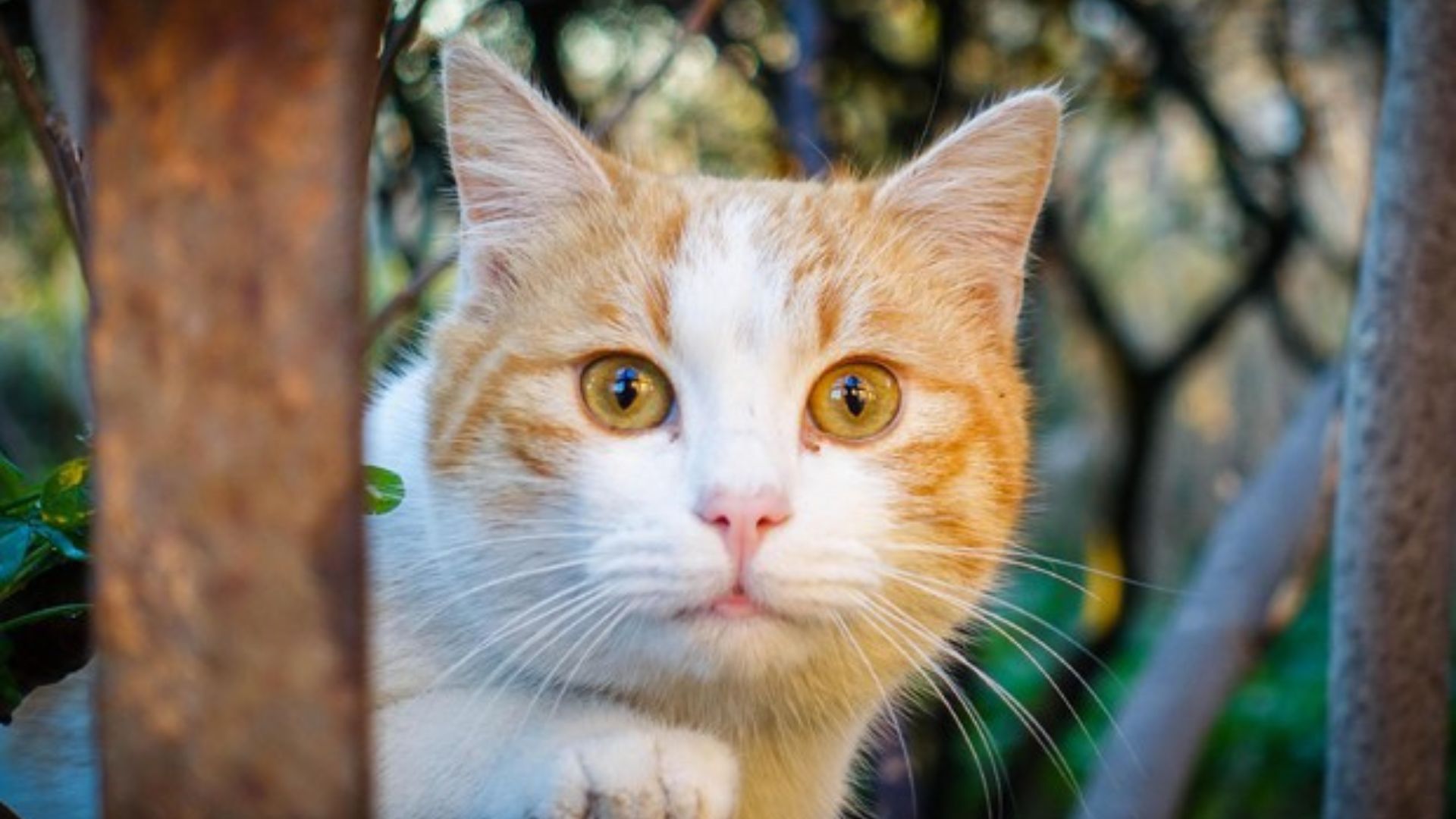 gatto
