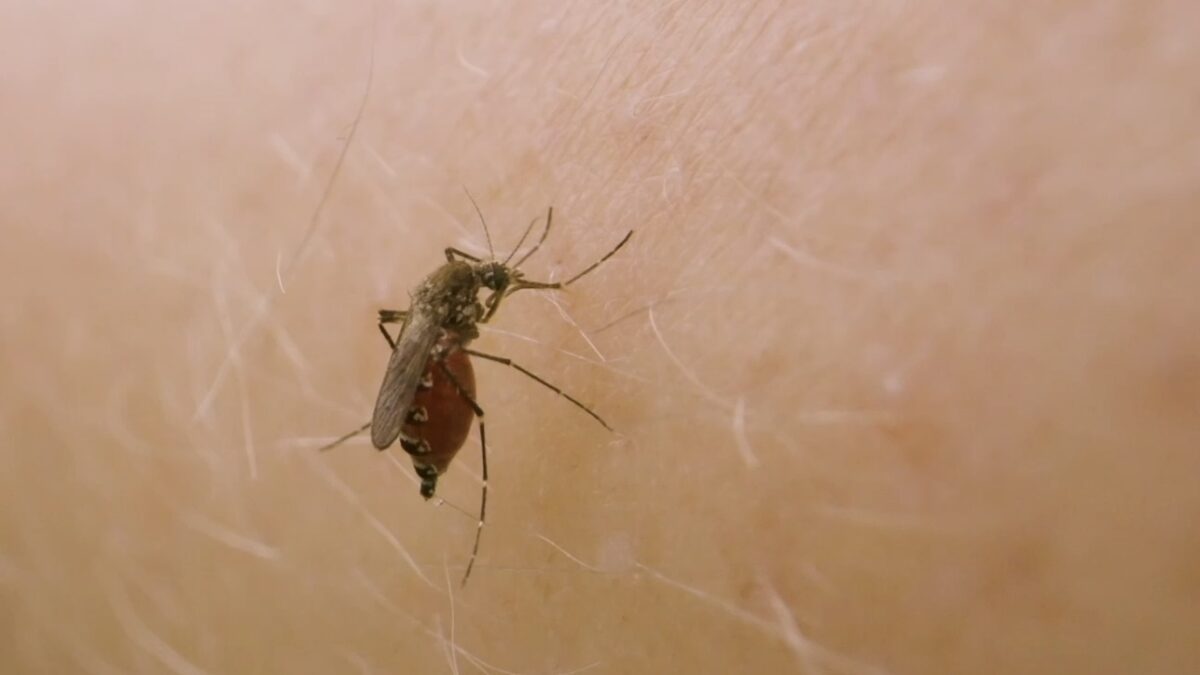 FOTO-west-nile-aspect-ratio-1200-675
