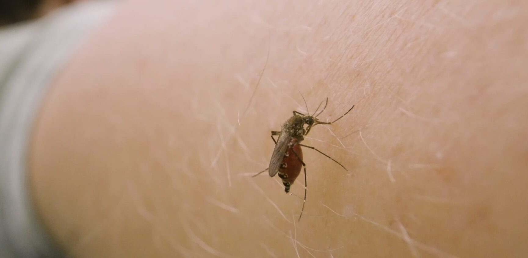 FOTO-west-nile-aspect-ratio-1730-847