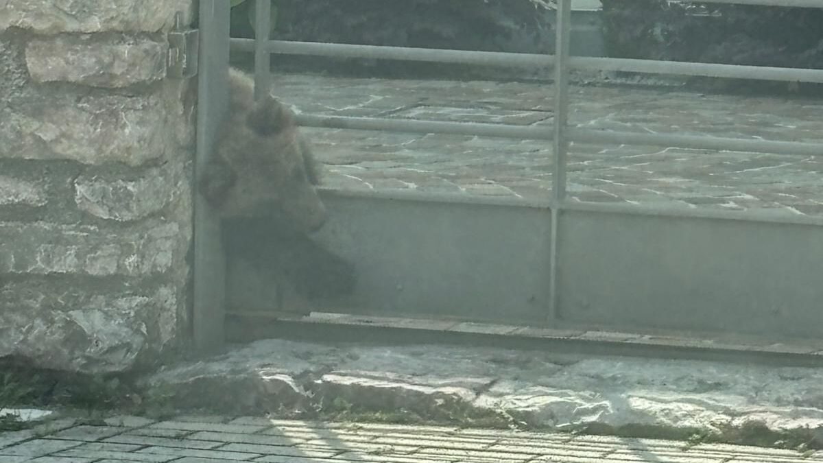 Vezzano, orsetto si incastra nel cancello di casa