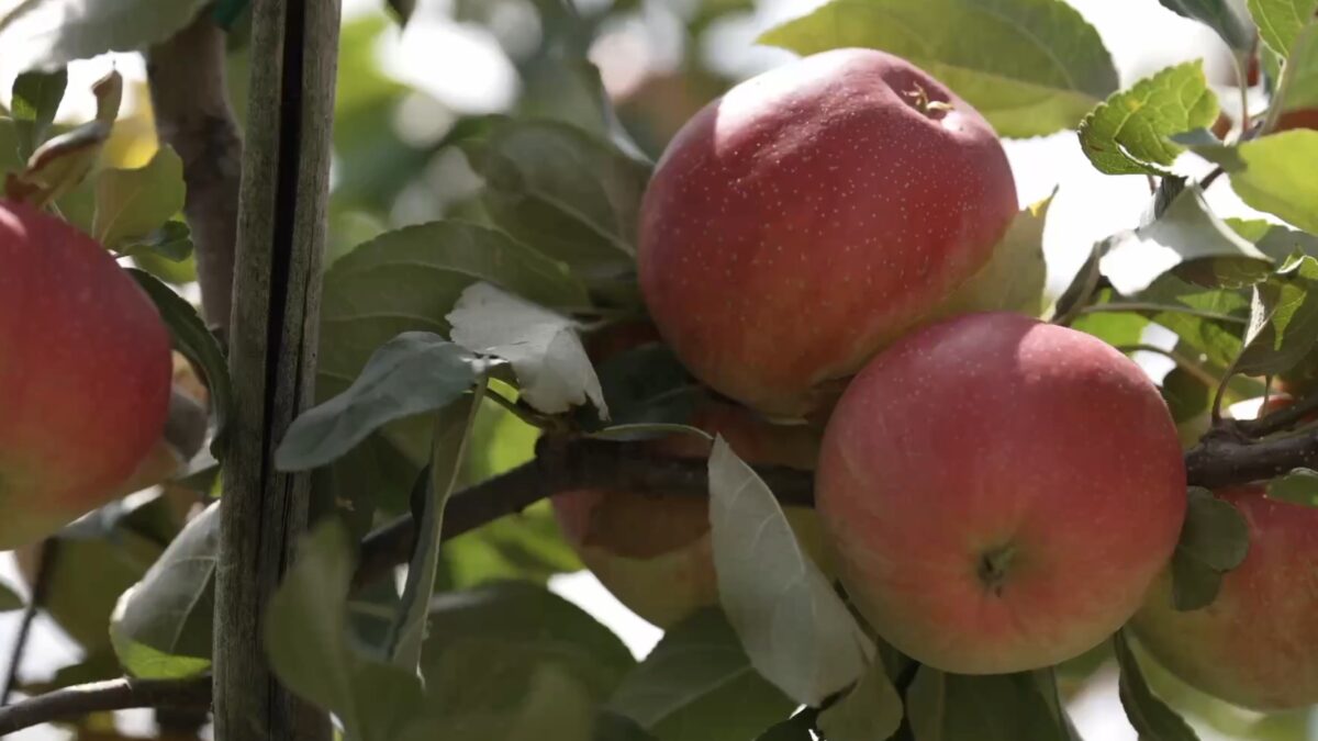 Al via la raccolta delle mele in Val di Non, dove arrivano 14.600 lavoratori stagionali