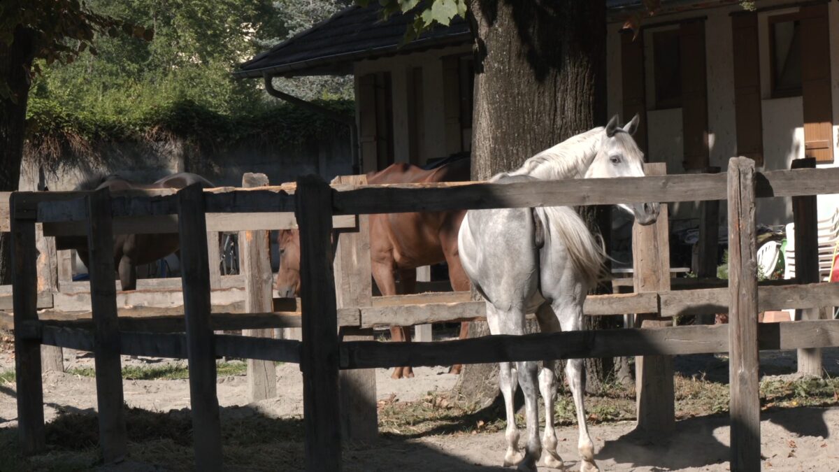 Ippodromo di Merano: nessun cavallo dopato