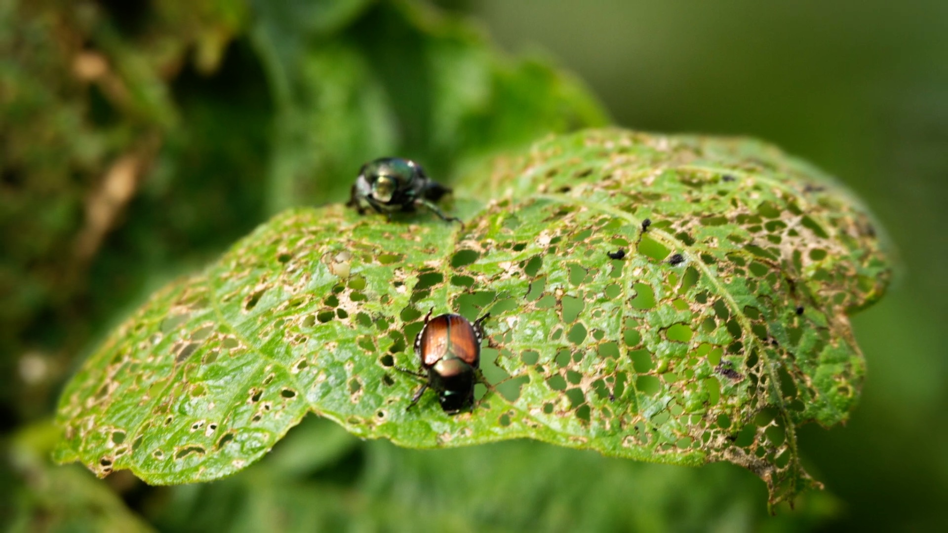 scarabeo giapponese