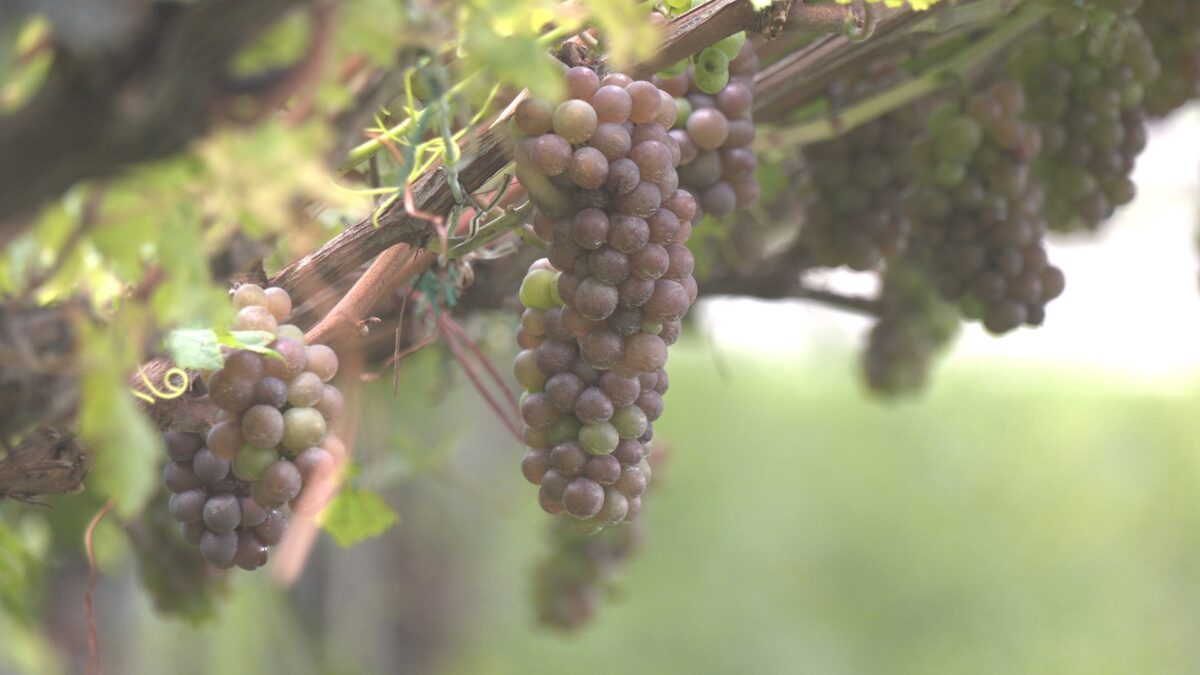 Vendemmia 2025, Cia Trentino: “Sarà un’annata ottima”