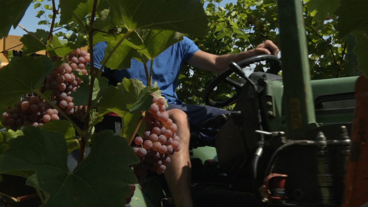 Vendemmia al via in anticipo in Alto Adige