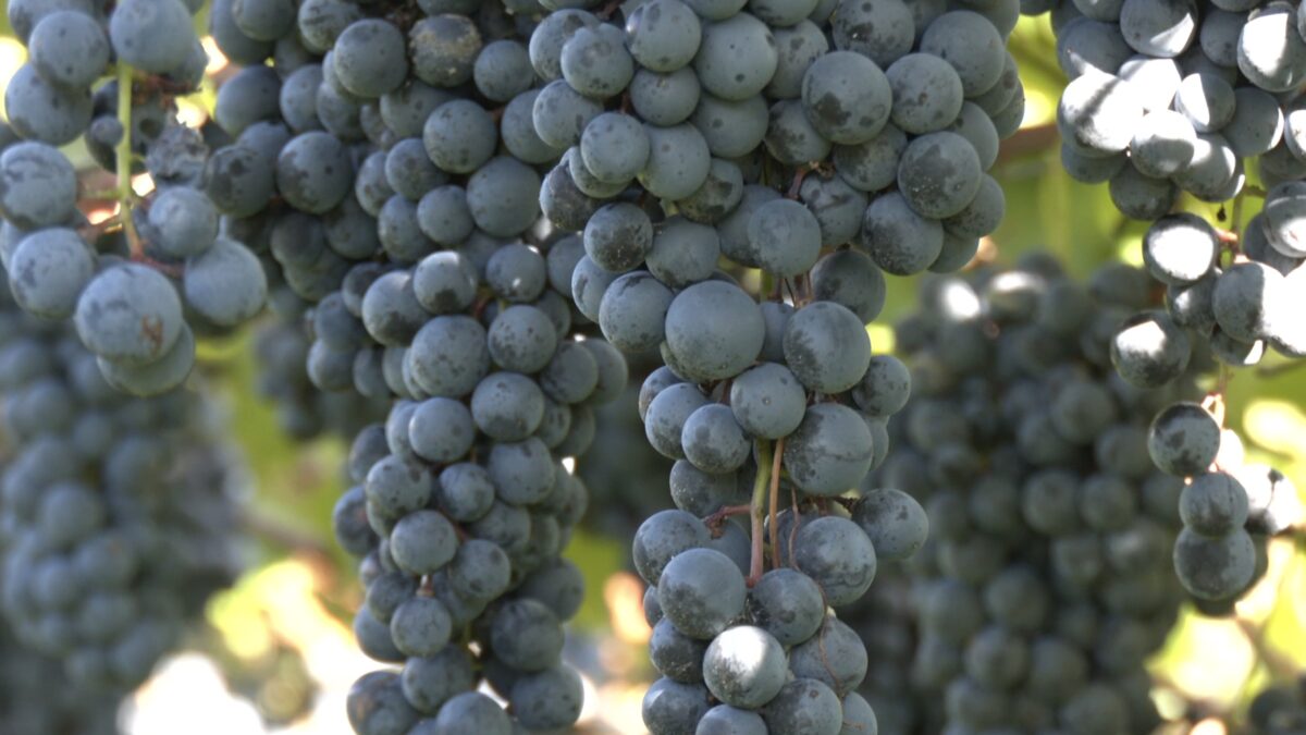 Vendemmia 2025, in piana Rotaliana +9% di produzione e qualità elevata