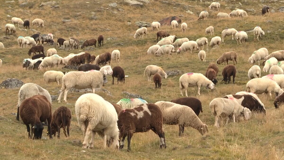 Transumanza dal Tirolo all’Alto Adige: un rito che si ripete da 600 anni