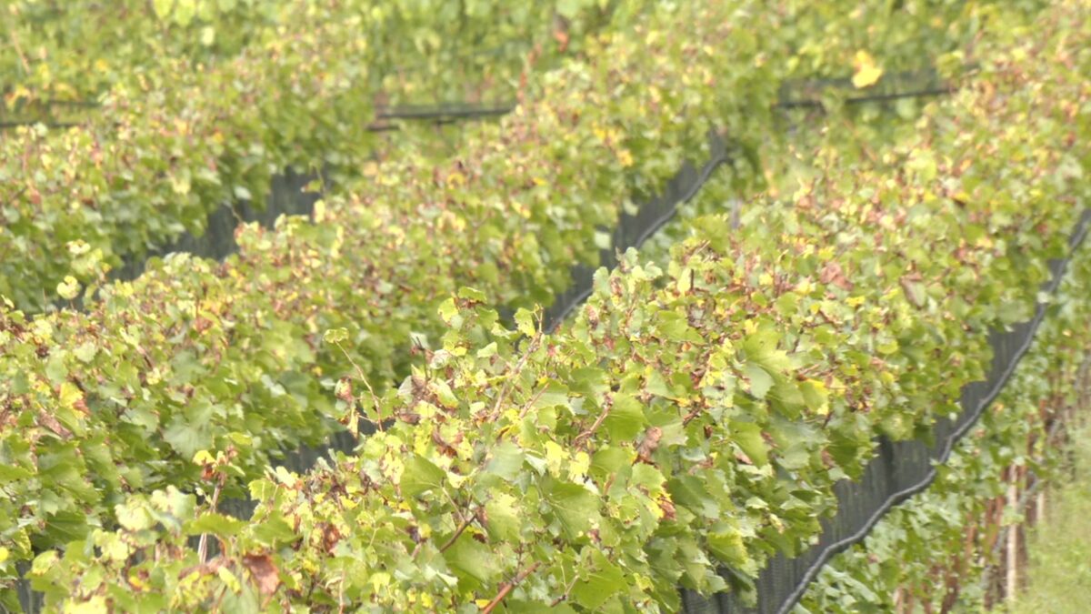 Screenshot-2025-09-23-alle-12.08.05-scaled-aspect-ratio-1200-675