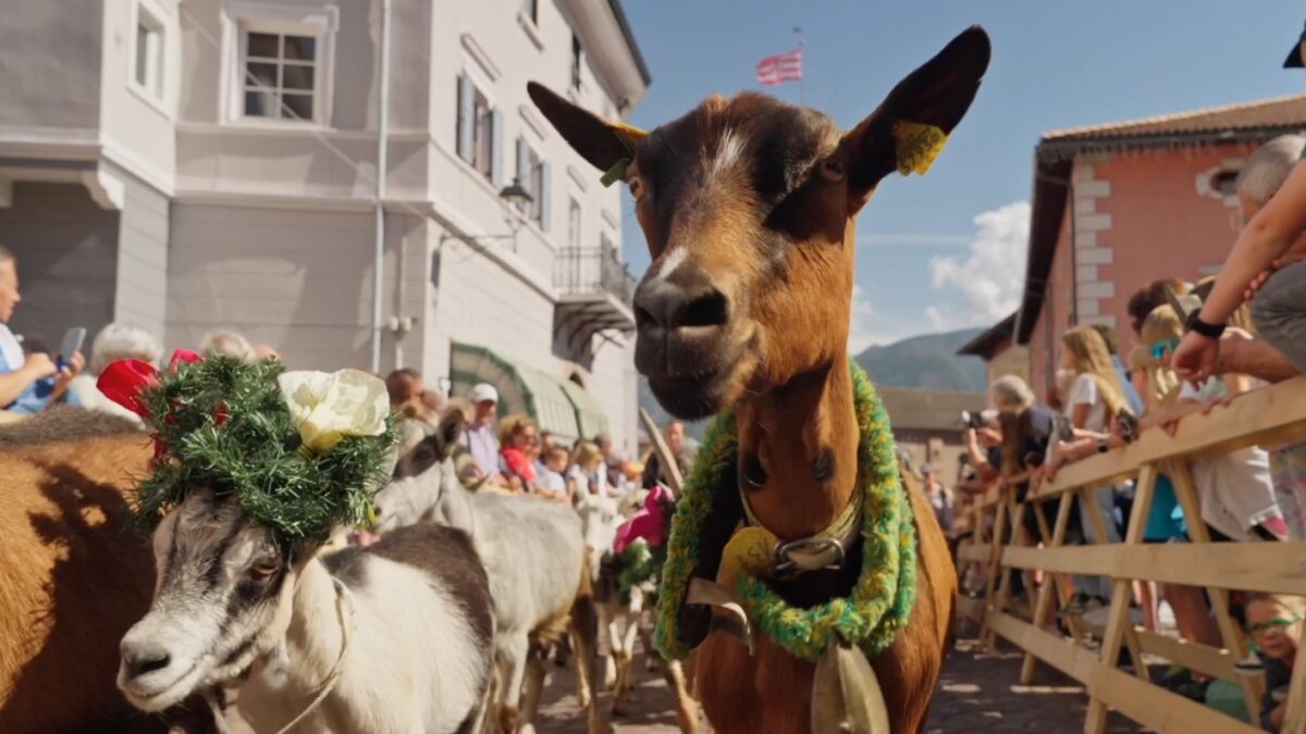 Cavalese in festa per la Desmontegada delle Caore