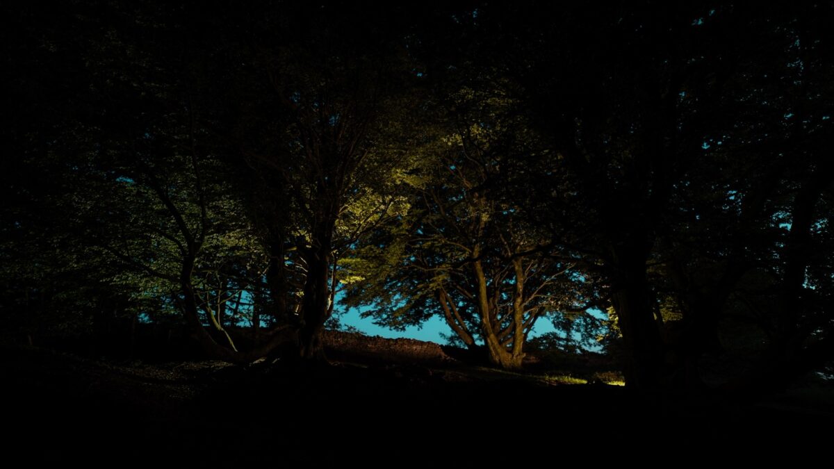 Un satellite per monitorare dallo spazio lo stress climatico degli alberi