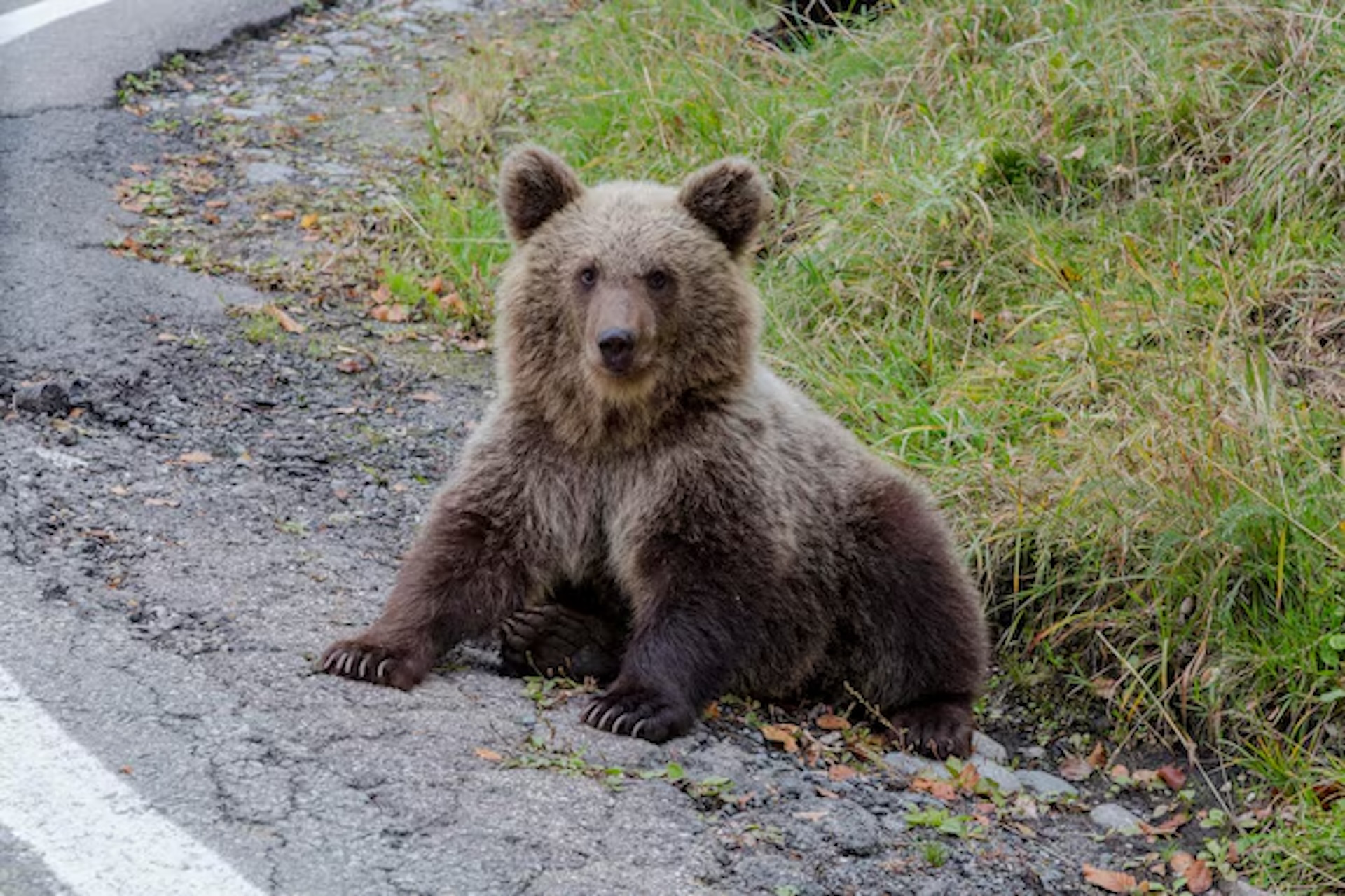 giovane-orso-selvaggio