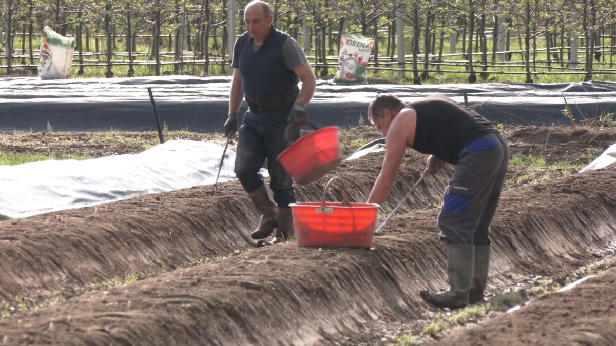 Dazi, crollo delle esportazioni vitivinicole trentine negli Stati Uniti