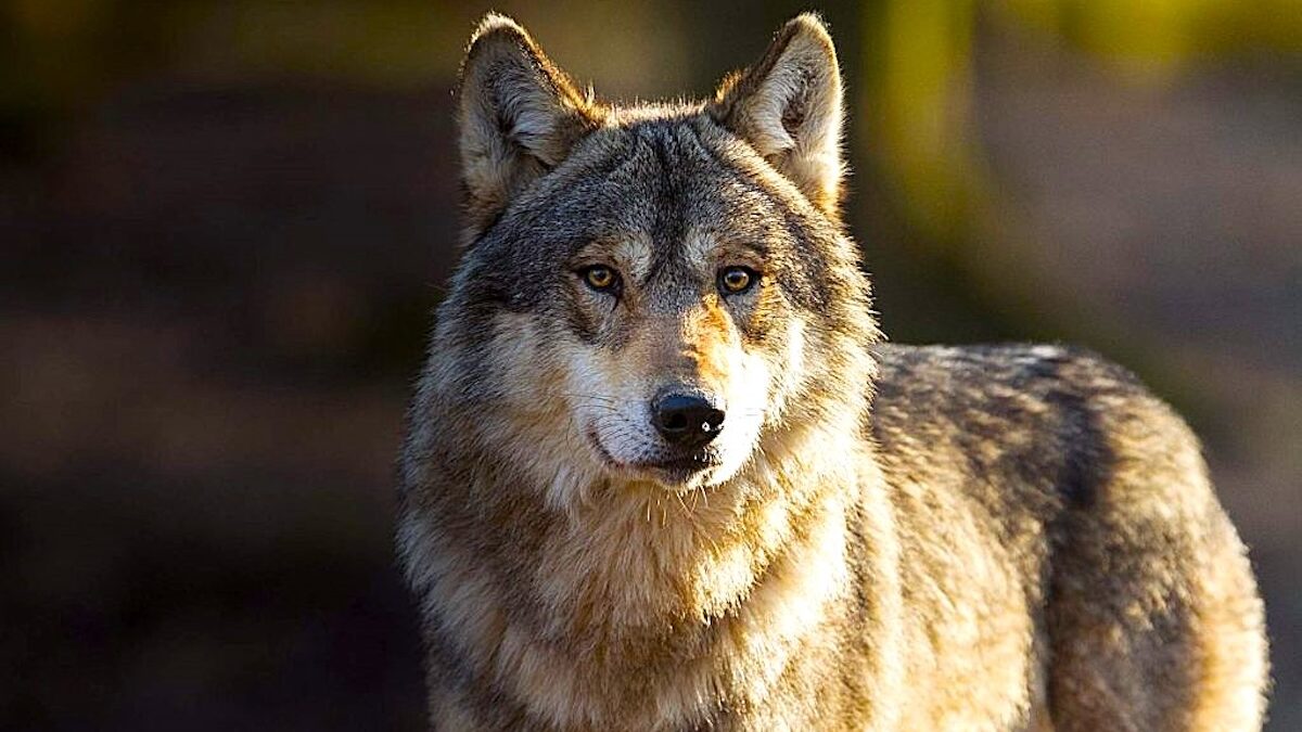 lupo-aspect-ratio-1200-675