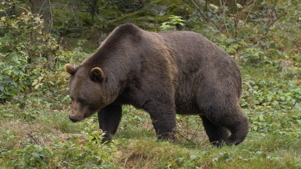 FOTO-orso-spormaggiore-aspect-ratio-1200-675