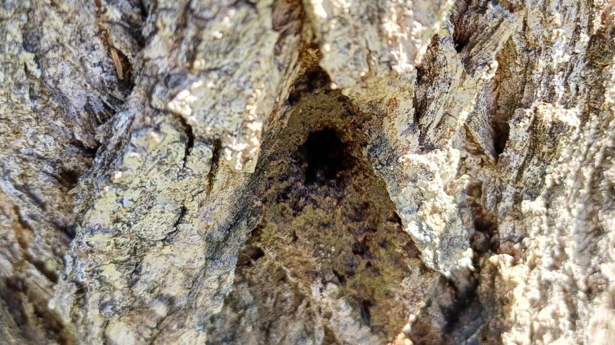 FOTO-pioppi-avvelenati-2-aspect-ratio-1200-675