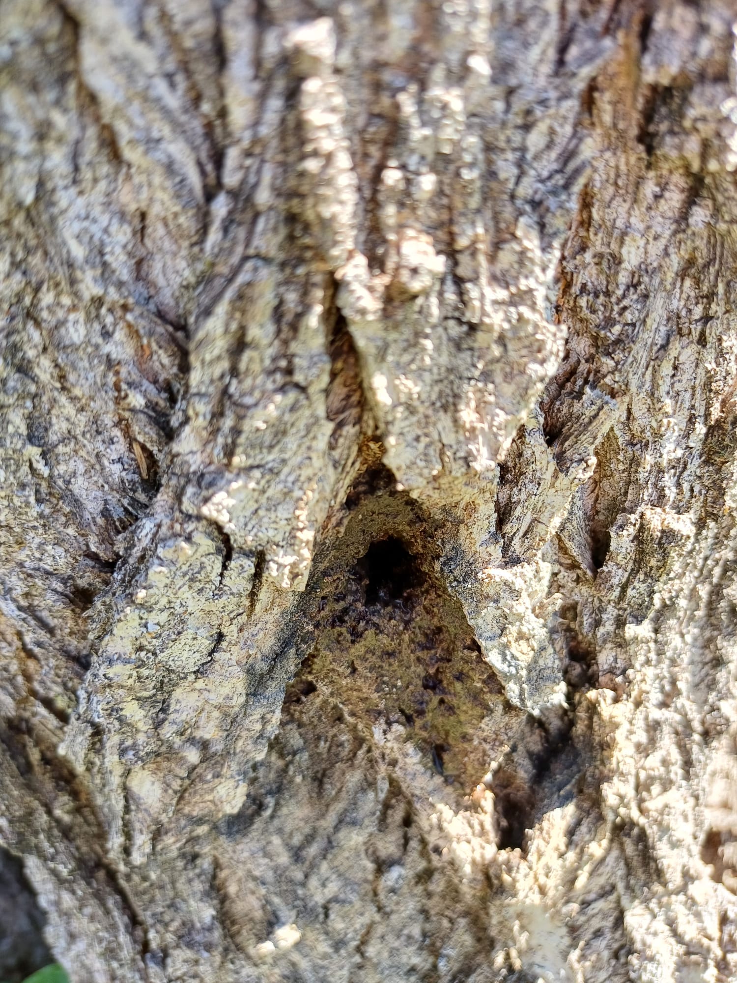 FOTO pioppi avvelenati 2