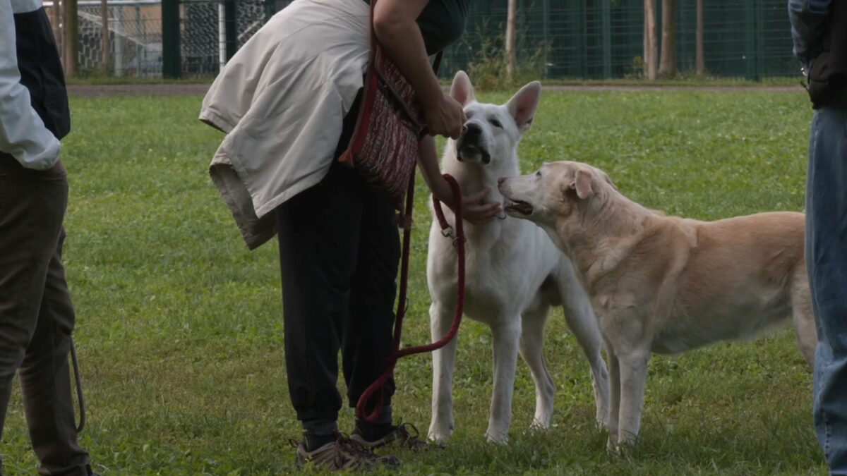 cani-scaled-aspect-ratio-1200-675