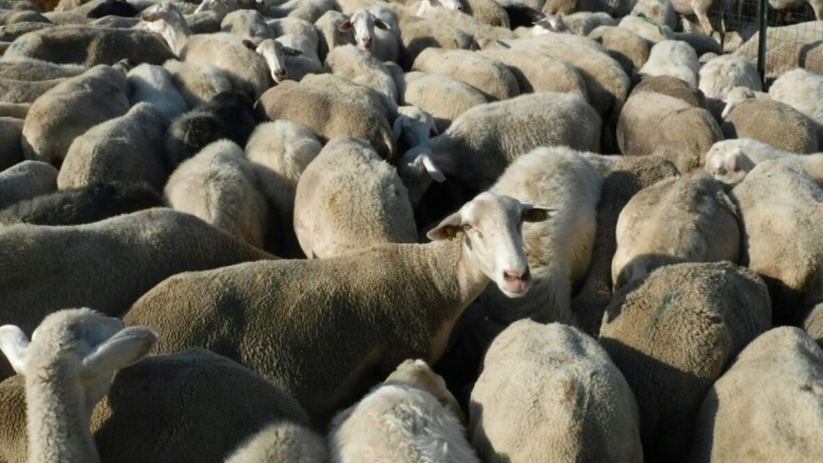 FOTO-pastori-a-processo-scaled-aspect-ratio-1200-675