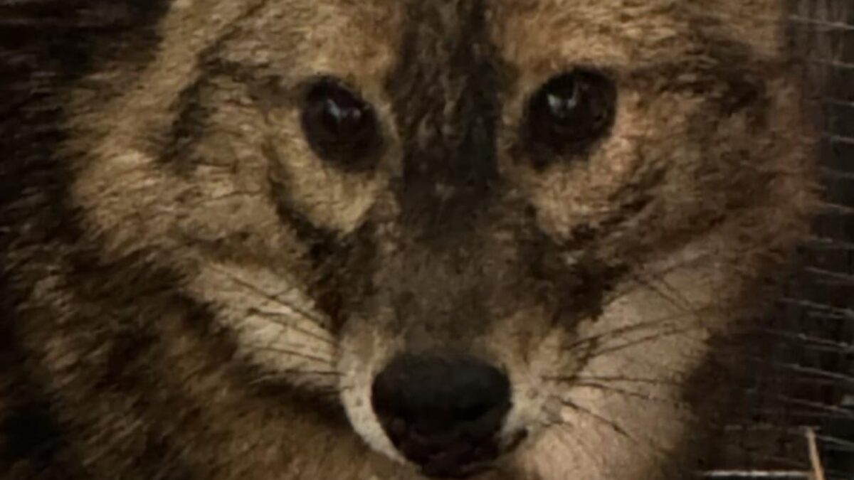 FOTO-sciacallo-dorato-scaled-aspect-ratio-1200-675