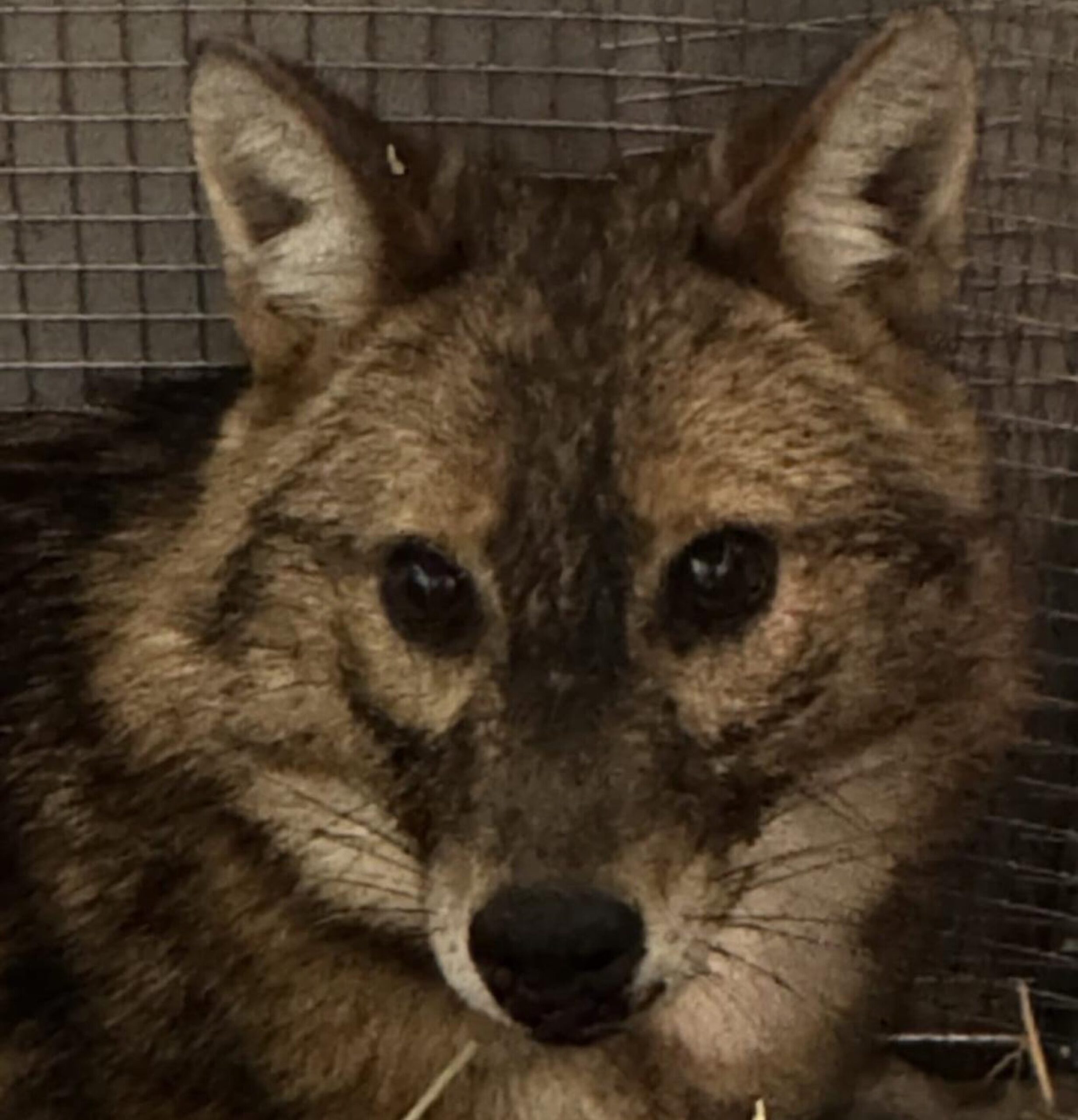 FOTO-sciacallo-dorato-scaled-aspect-ratio-1920-1994