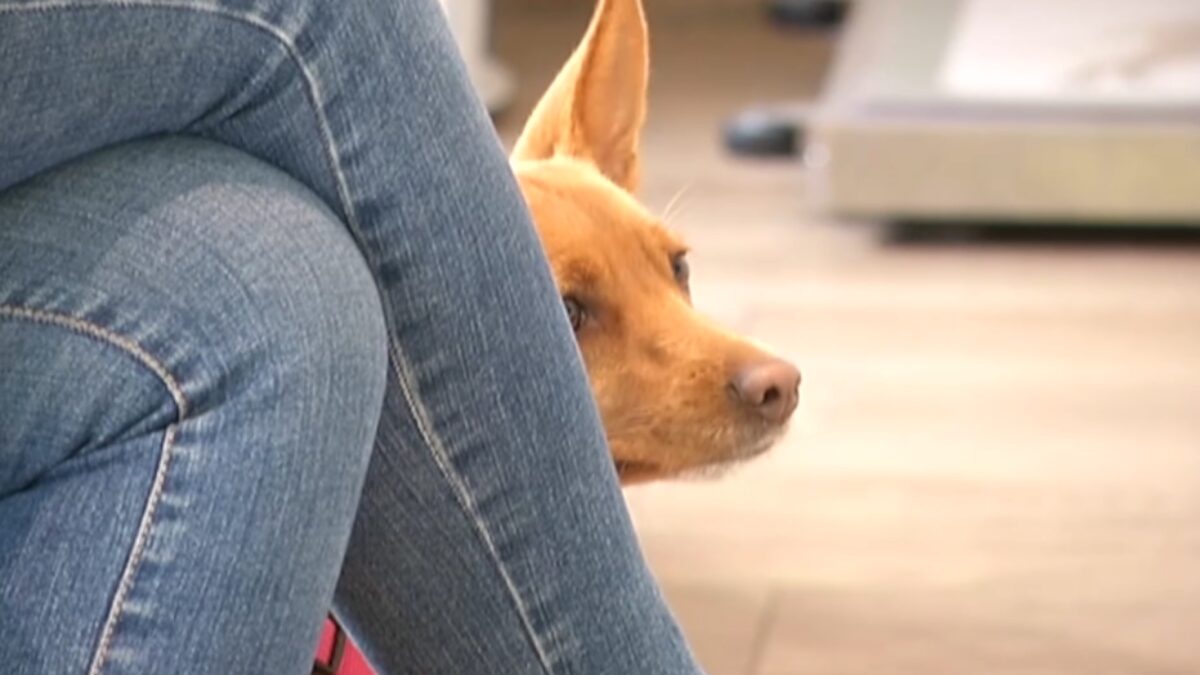 Petardi a tutte le ore a Bolzano, così non va!