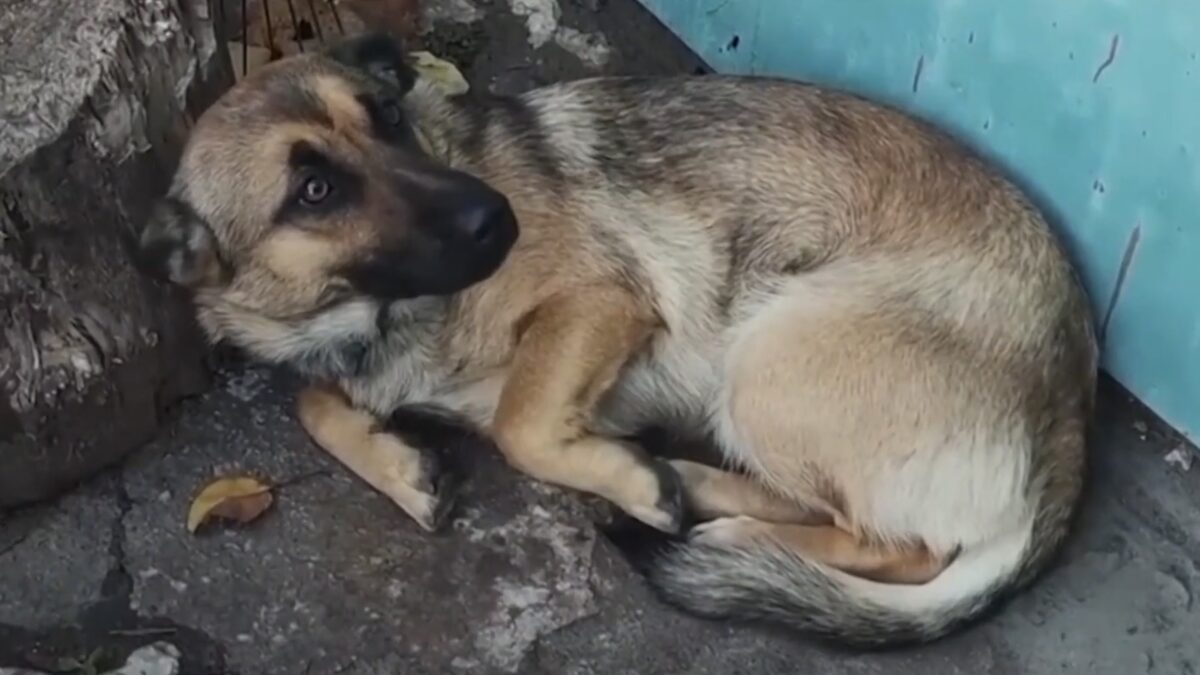 Botti di capodanno, una vera e propria tortura per gli animali domestici