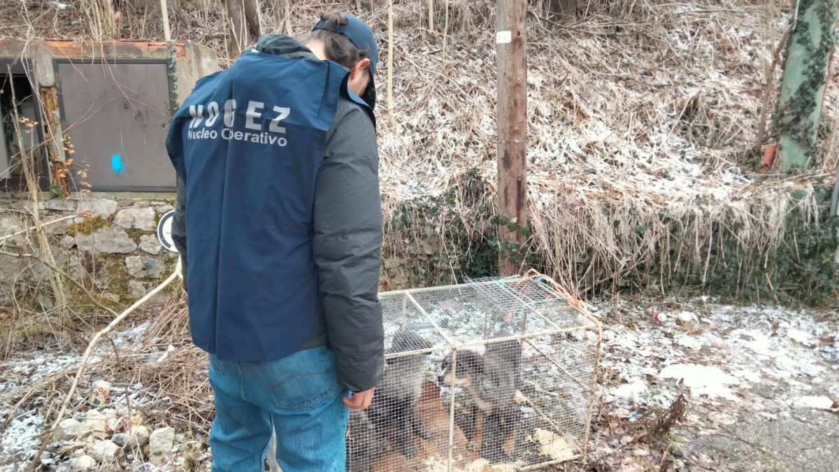 FOTO-cani-abbandonati-aspect-ratio-1200-675