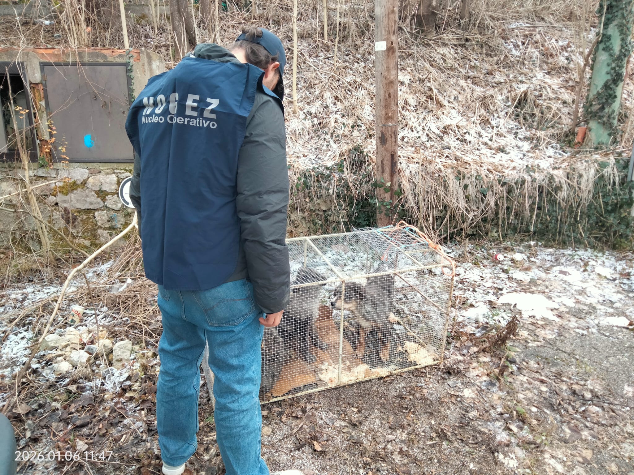 FOTO cani abbandonati