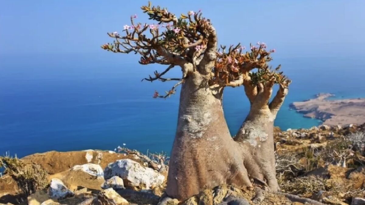 FOTO-trentini-yemen-1-aspect-ratio-1200-675