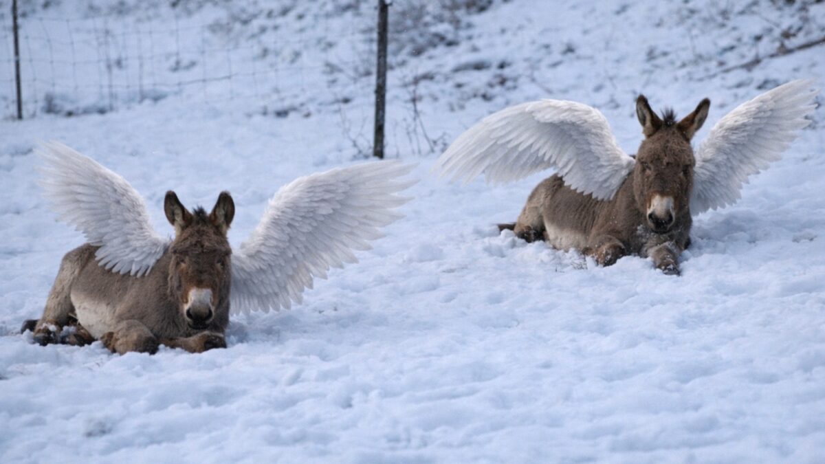 FOTO-asini-predati-dallorso-1-aspect-ratio-1200-675