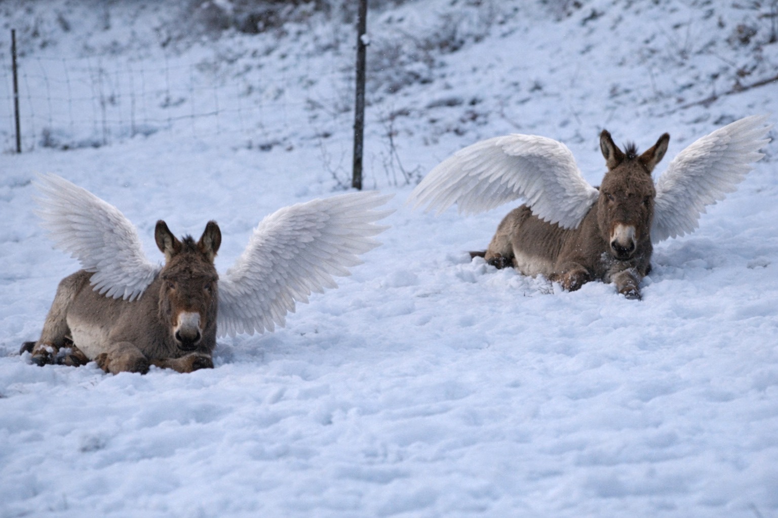 FOTO asini predati dall'orso 1