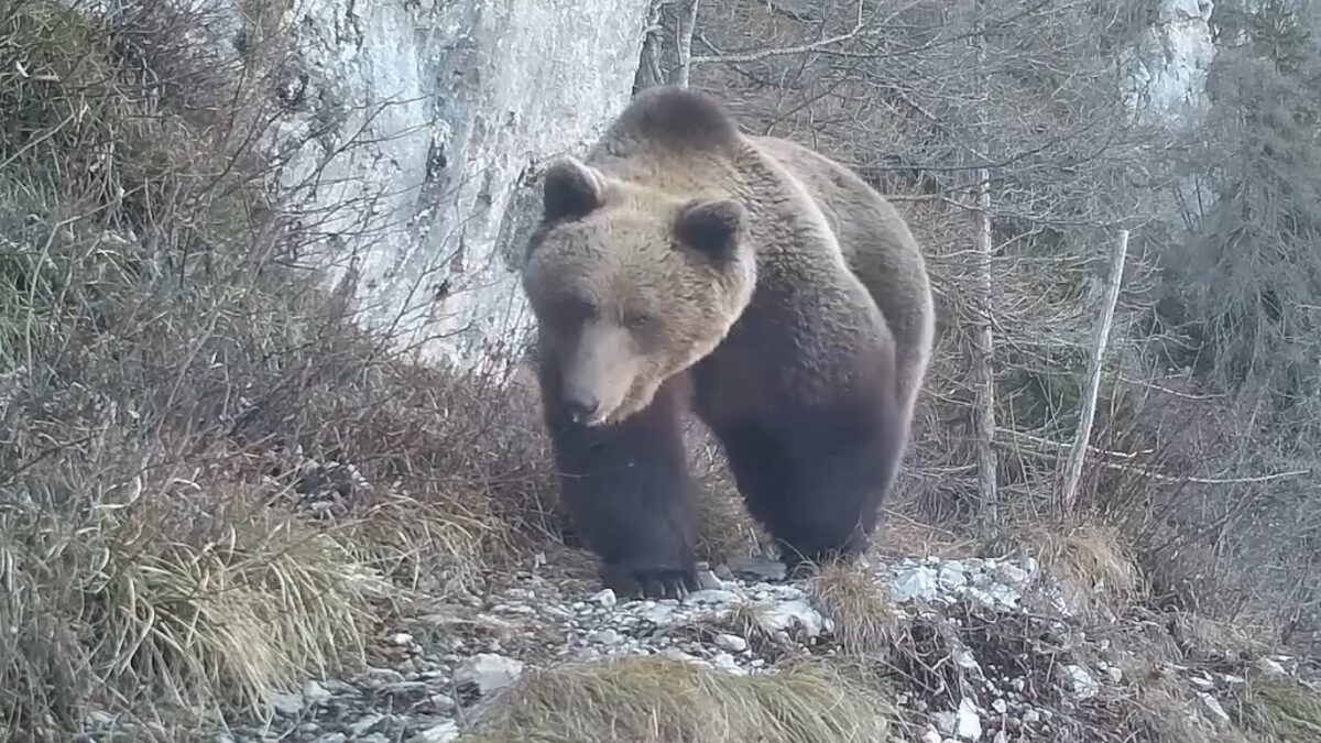 FOTO-danni-orsi-e-lupi-aspect-ratio-1200-675