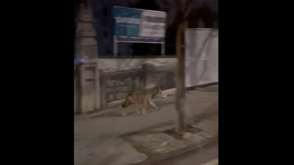 FOTO-lupo-a-spasso-per-Rovereto-aspect-ratio-1200-675