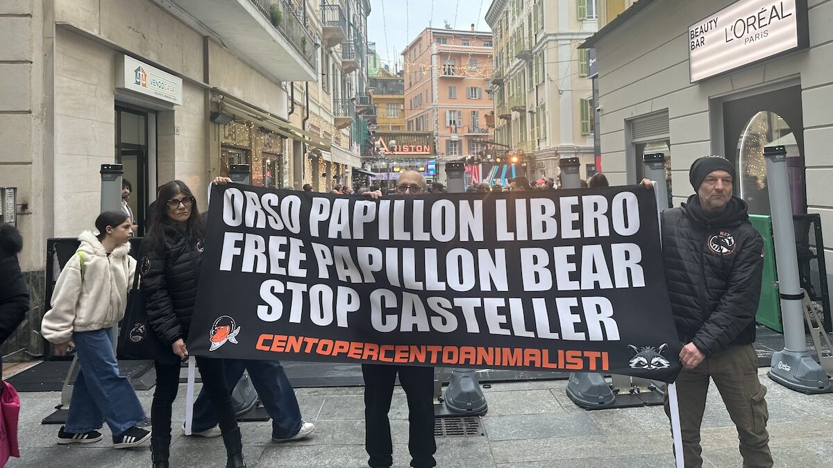 FOTO-orso-sanremo-aspect-ratio-1200-675