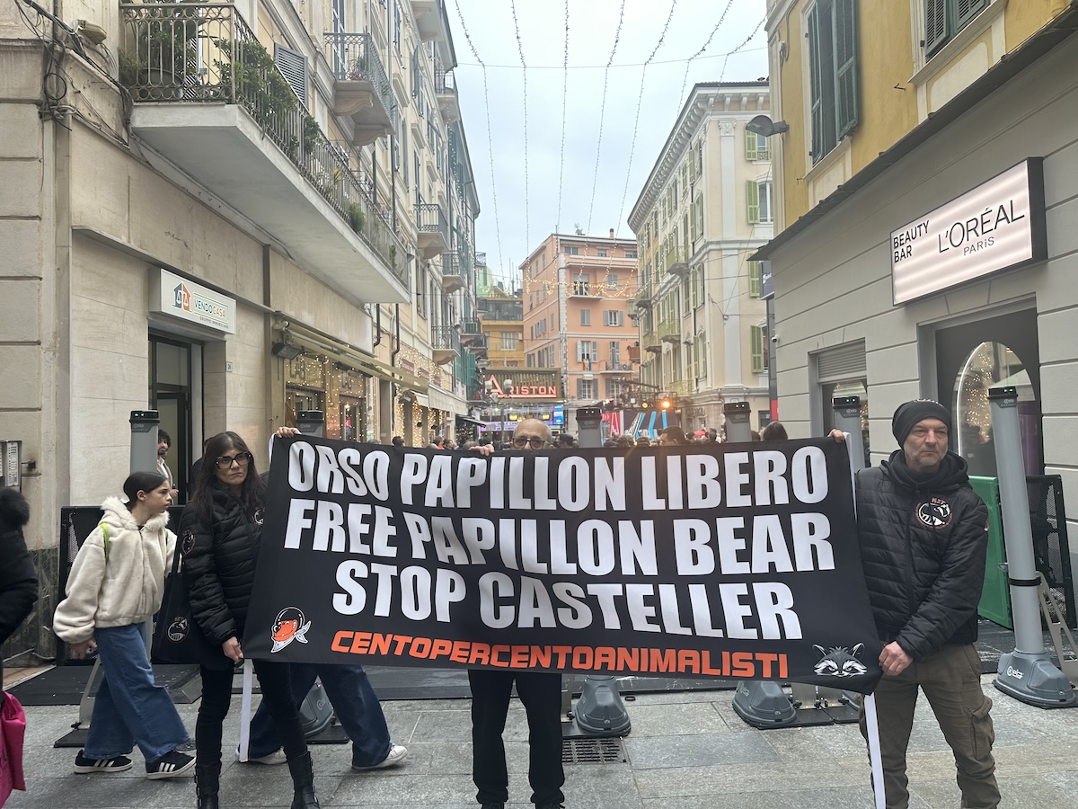 FOTO orso sanremo