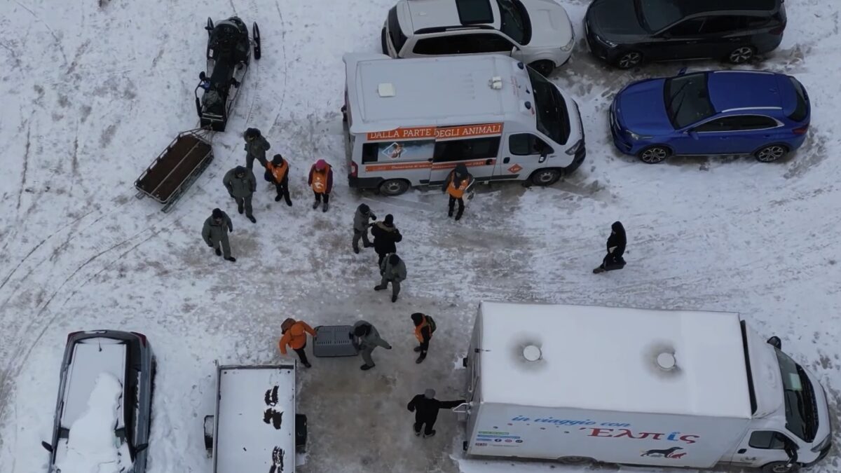 FOTO-youplay-cani-aspect-ratio-1200-675