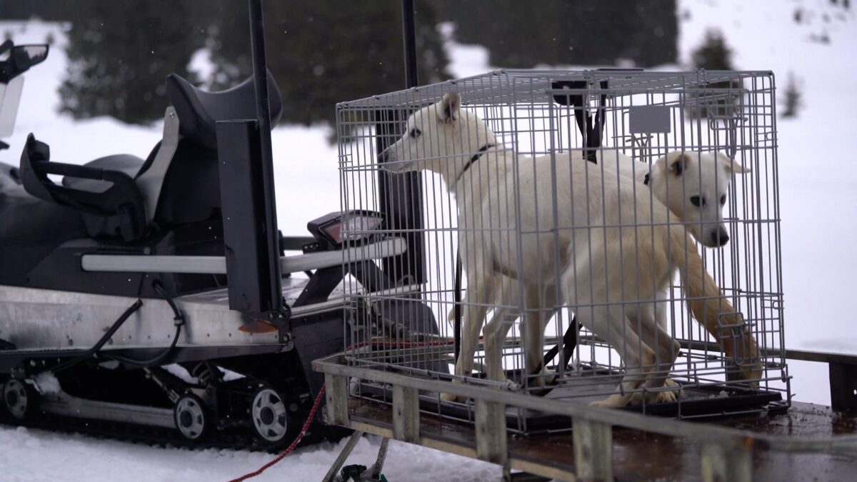 Cani da slitta in condizioni pessime, i forestali trentini ne sequestrano 37