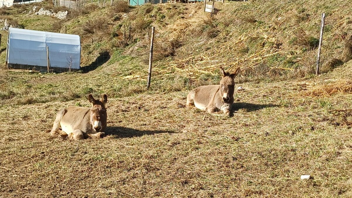 asini-garniga-aspect-ratio-1200-675