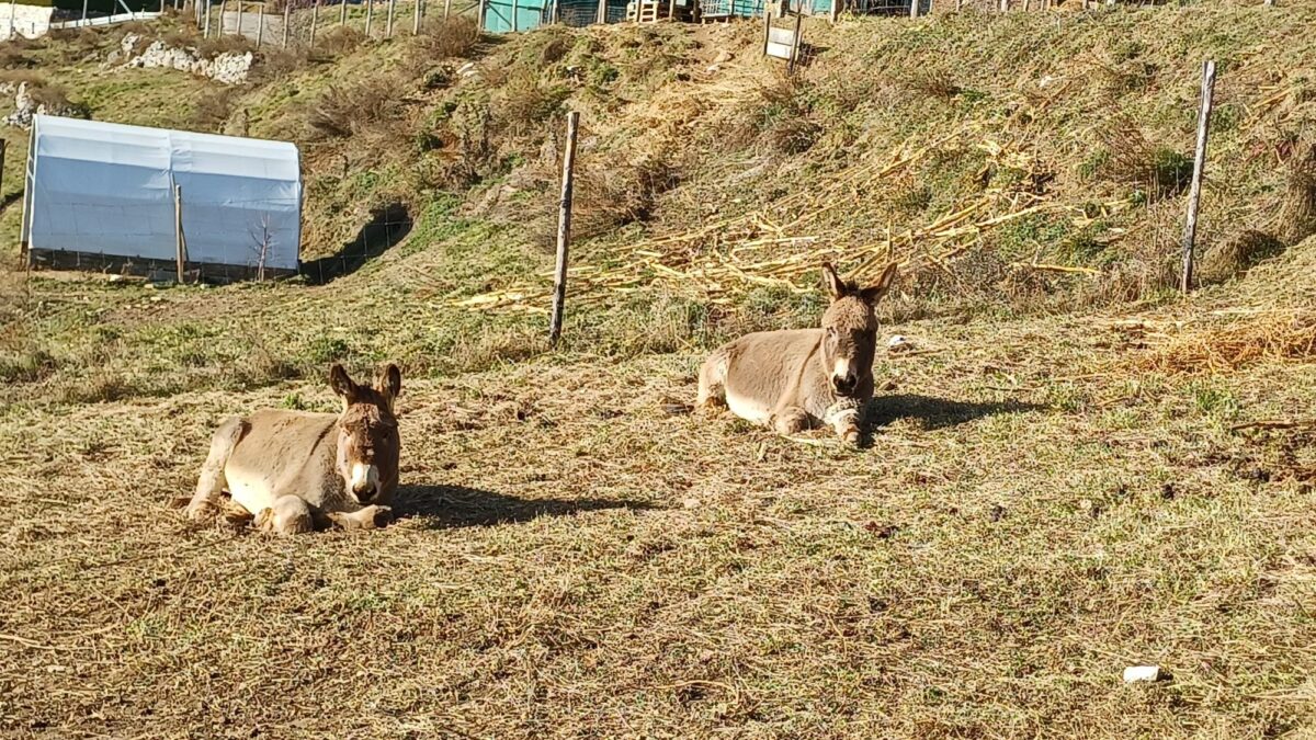 Garniga, il padrone degli asini predati: “Nulla contro i lupi, ma così non va”