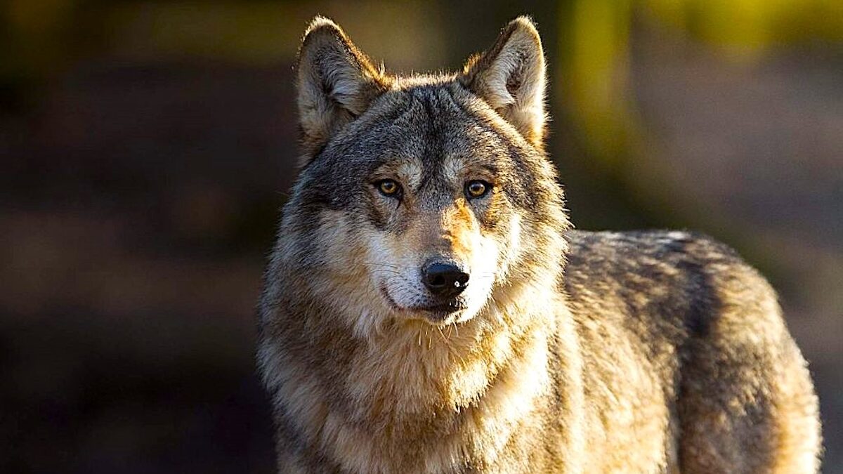 lupo-aspect-ratio-1200-675