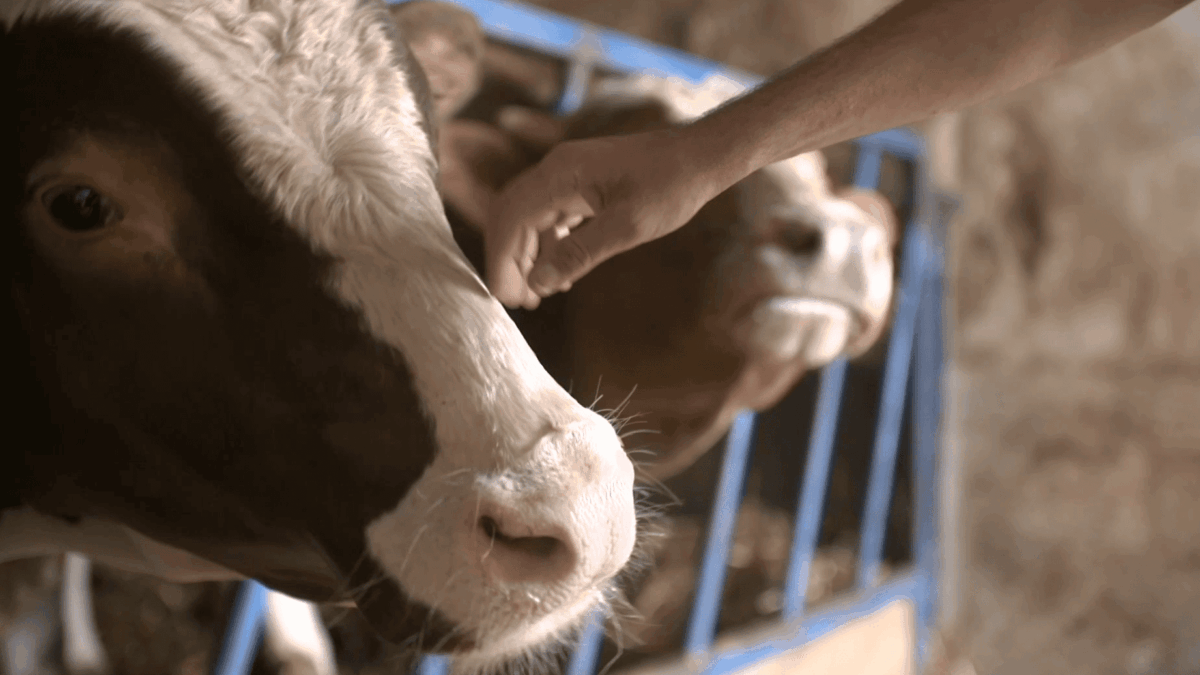 mucche-aspect-ratio-1200-675