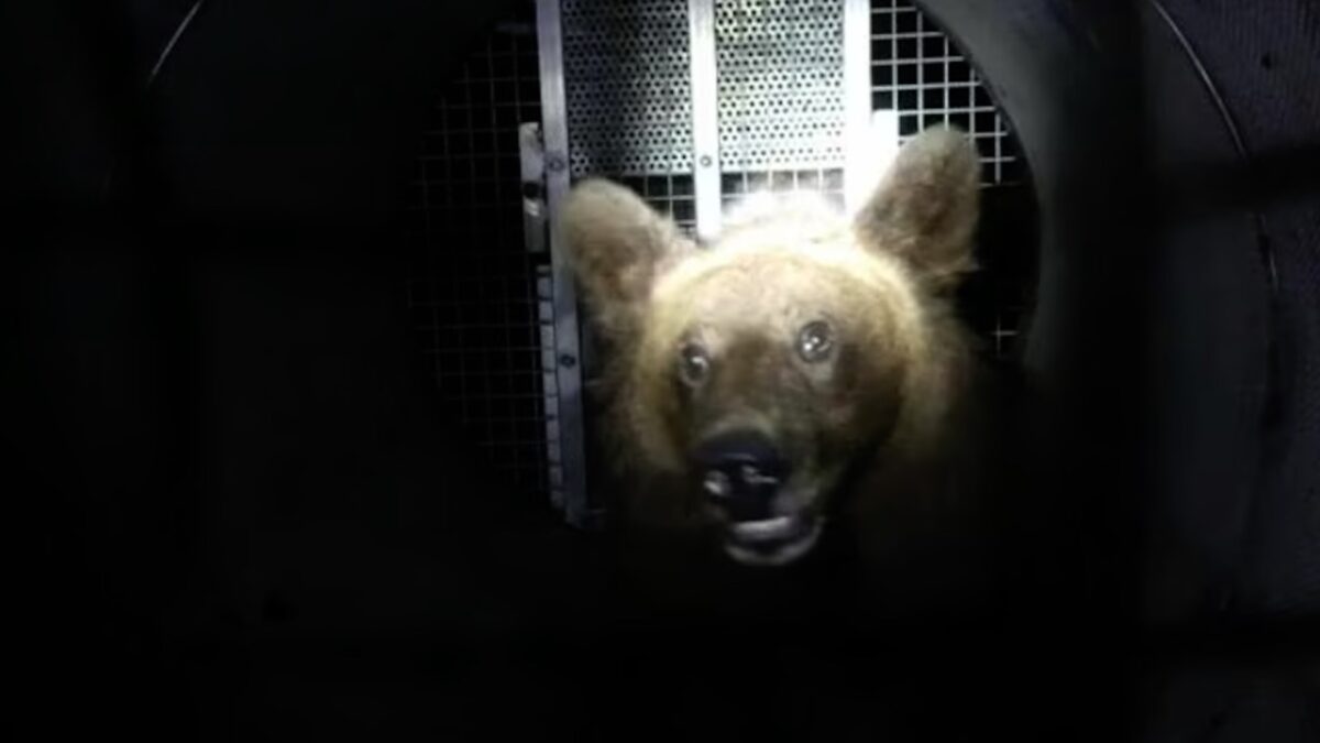 Uccisione orsa F36, la Provincia di Trento non si costituisce parte civile