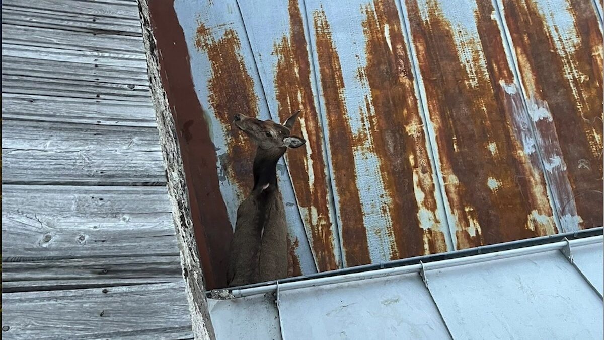 FOTO-cervo-canazei-2-aspect-ratio-1200-675