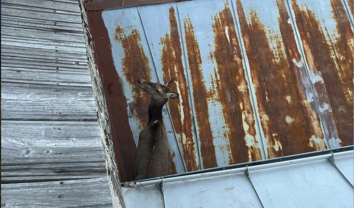 FOTO-cervo-canazei-2-aspect-ratio-1200-704