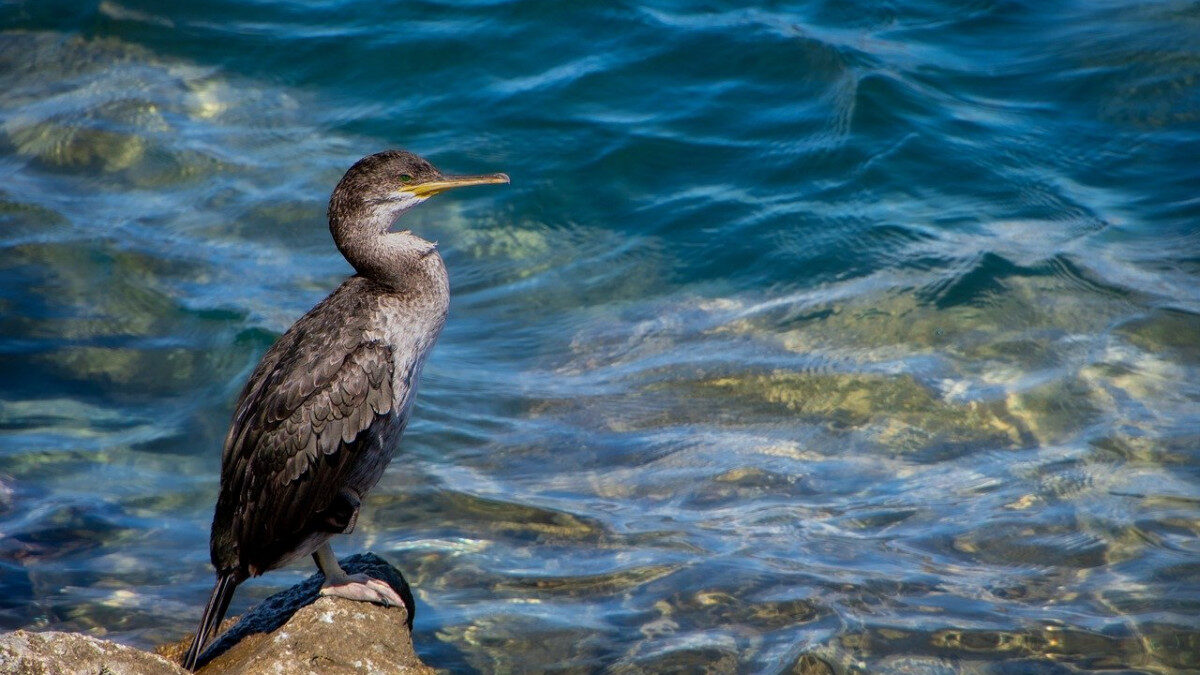 FOTO-lotta-ai-cormorani-aspect-ratio-1200-675
