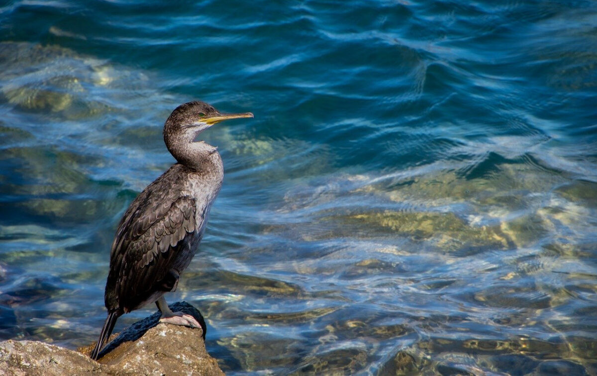 FOTO-lotta-ai-cormorani-aspect-ratio-1200-756