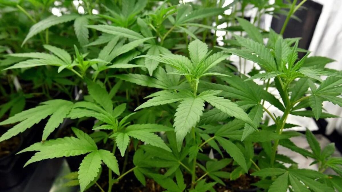 FOTO-marijuana-in-casa-copia-aspect-ratio-1200-675